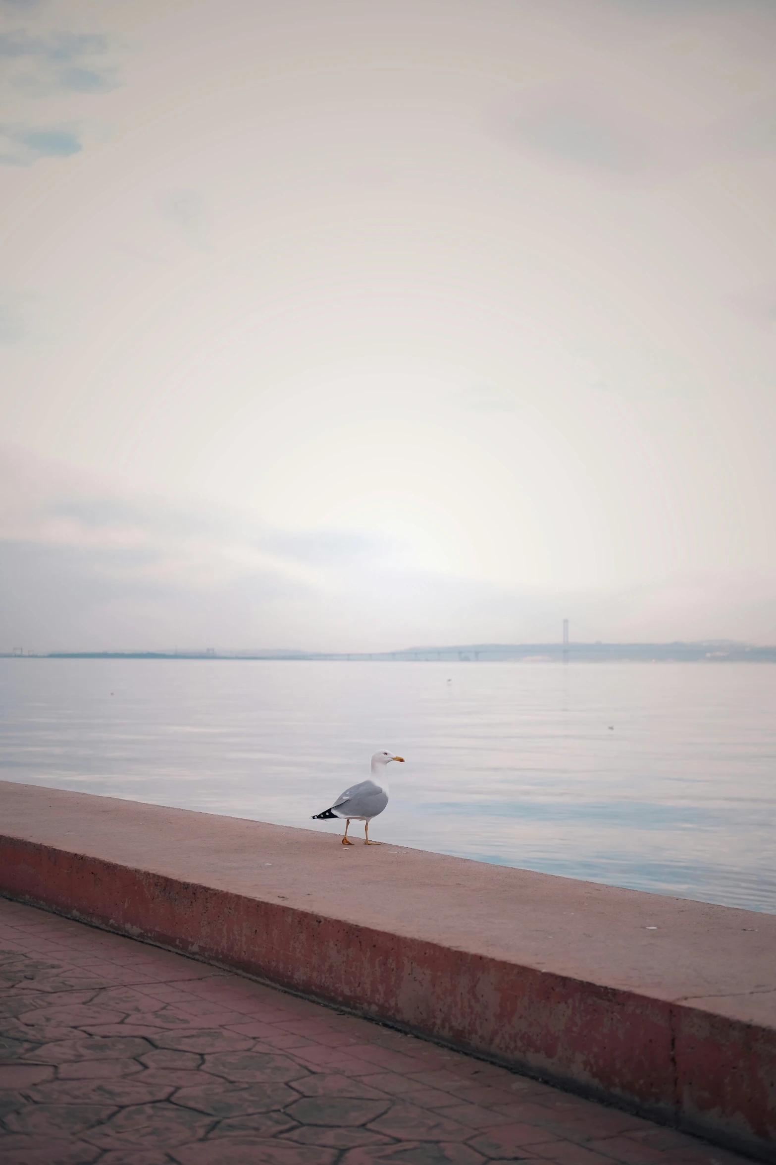 the bird is on the ledge beside the water