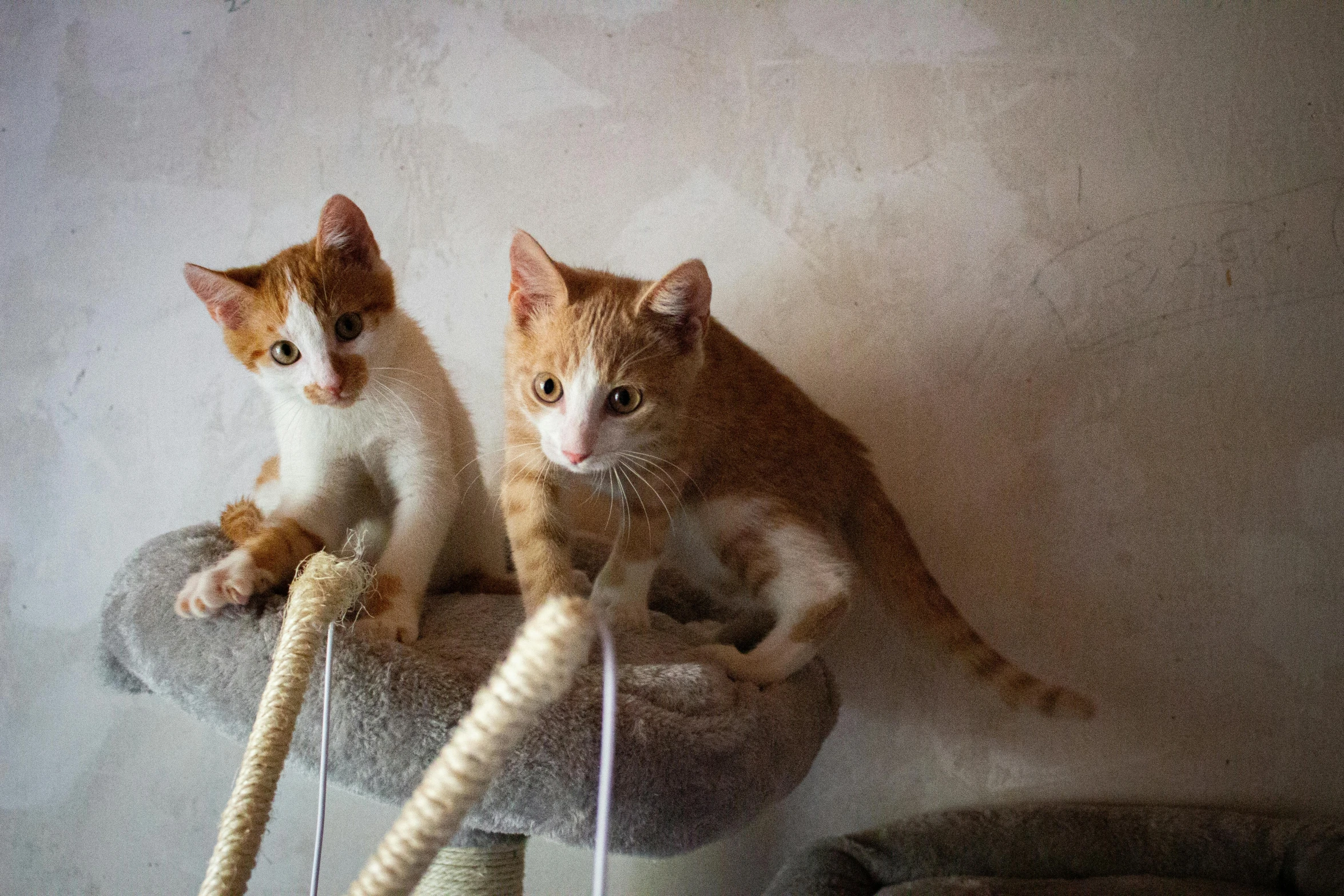 two cats sitting on top of a scratching toy with their arms in the air