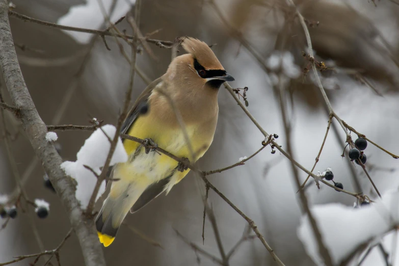 a bird is perched on a nch with berries in the snow