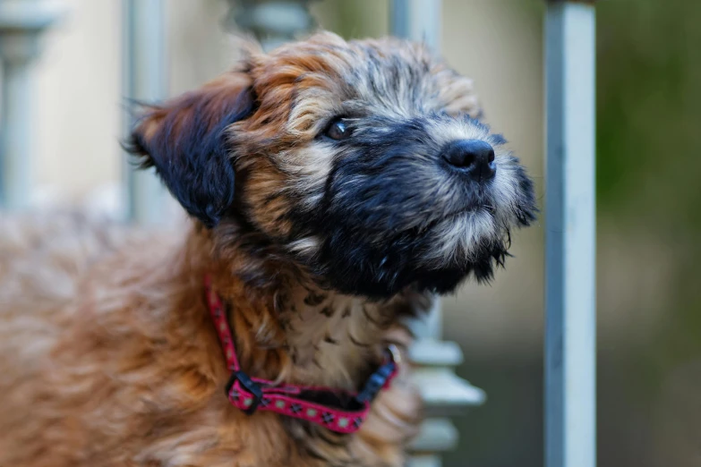 small dog with blue eyes and a brown collar