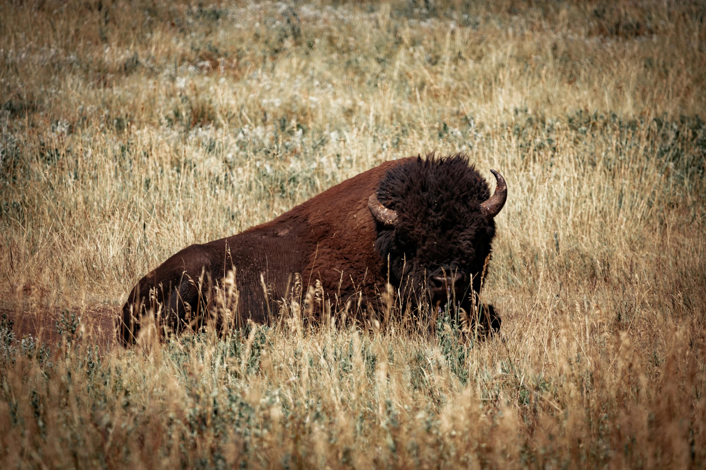 an bison sitting in a grassy field