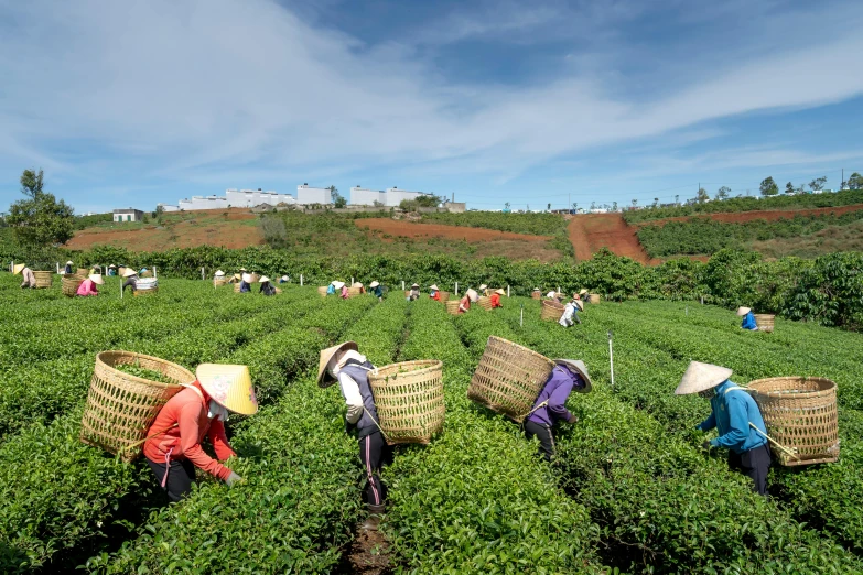 people in the field are picking tea leaves