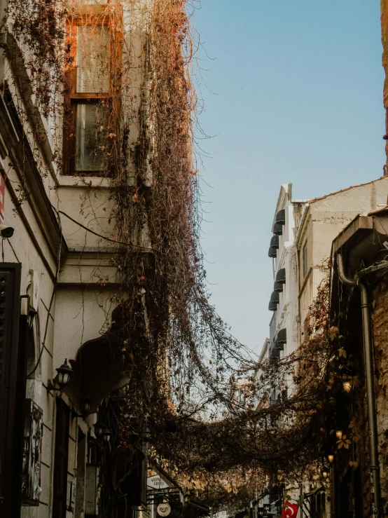 vine growing up around the buildings and door way