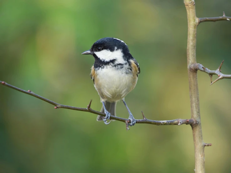 the bird is perched on the nch of a tree