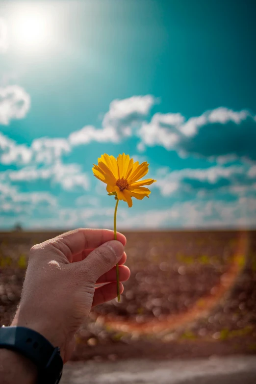 a hand holds up the tip of a daisy blossom in front of a blue sky with clouds