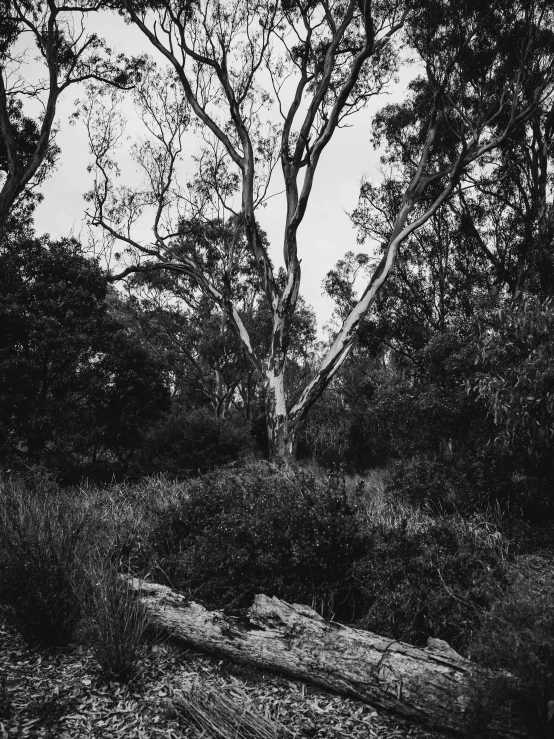 a black and white po of some very pretty trees