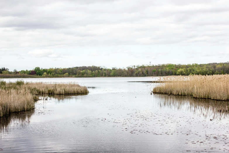 a waterway winds through grassy, marshy shoreline