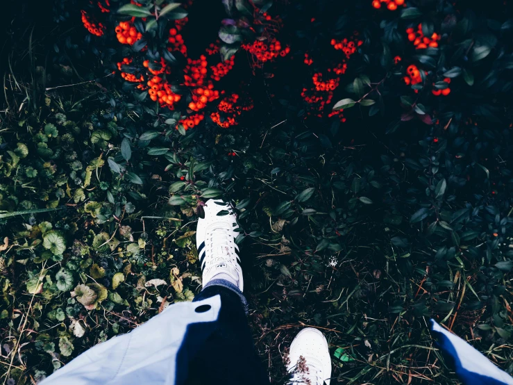 a person is looking down at flowers on a bush