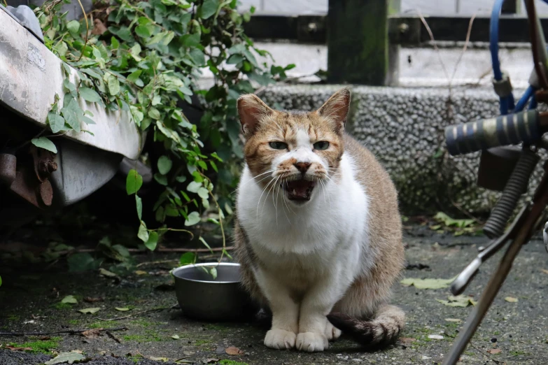 a white and tan cat sitting next to a dish of food