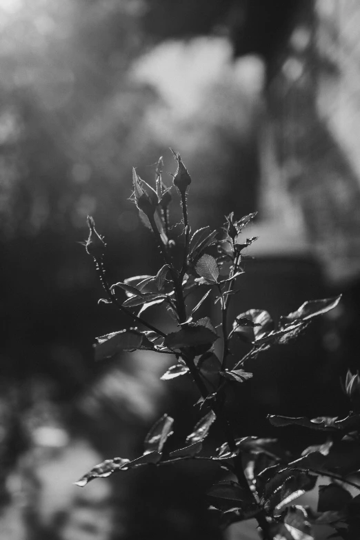 a plant growing on top of a lush green field