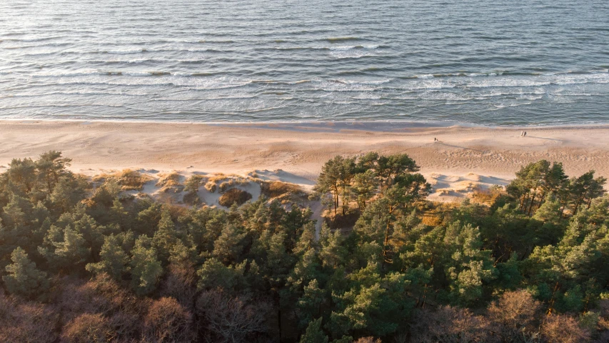 an aerial s of trees, the beach and ocean