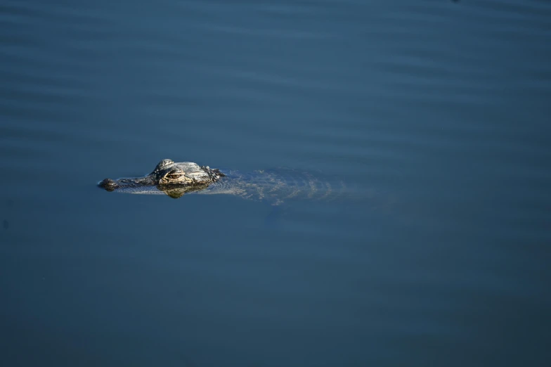 an alligator is floating in the water near it's head