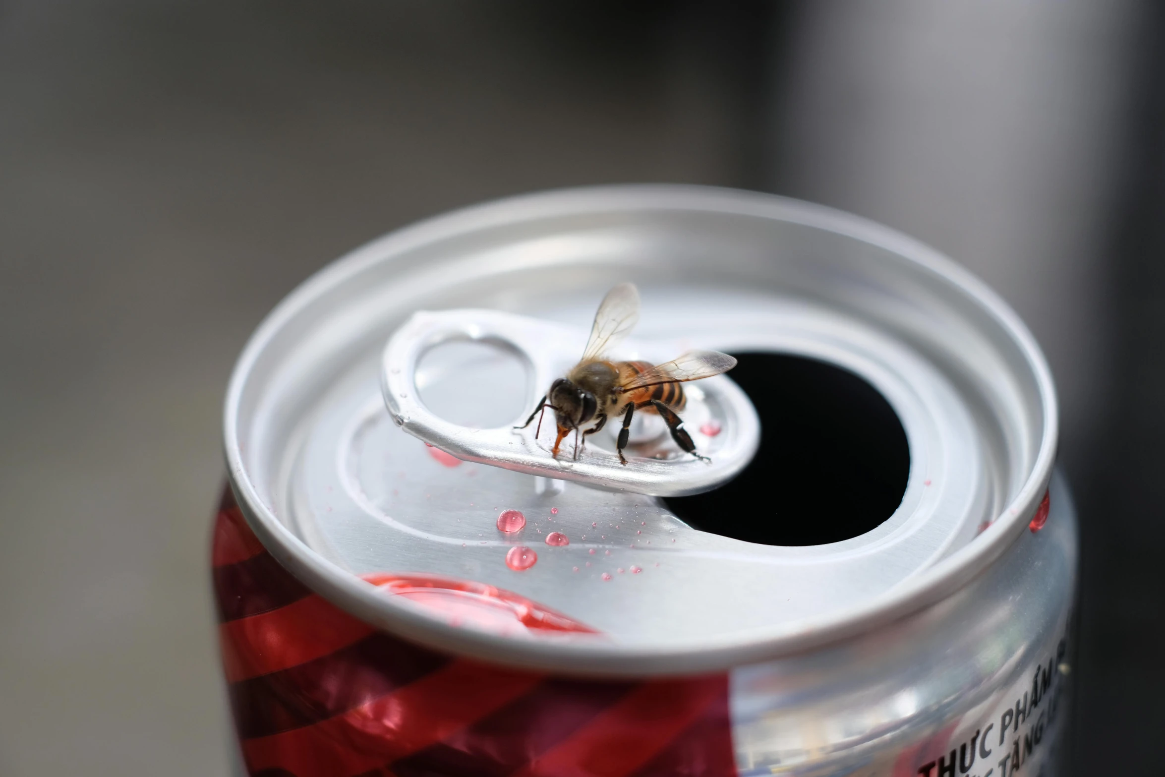 a bee is flying above a can of soda