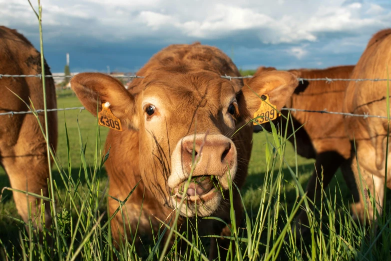 a calf looks at camera in the grass behind a barbed wire fence