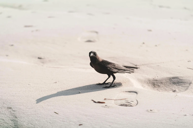 a bird standing on the beach near the water