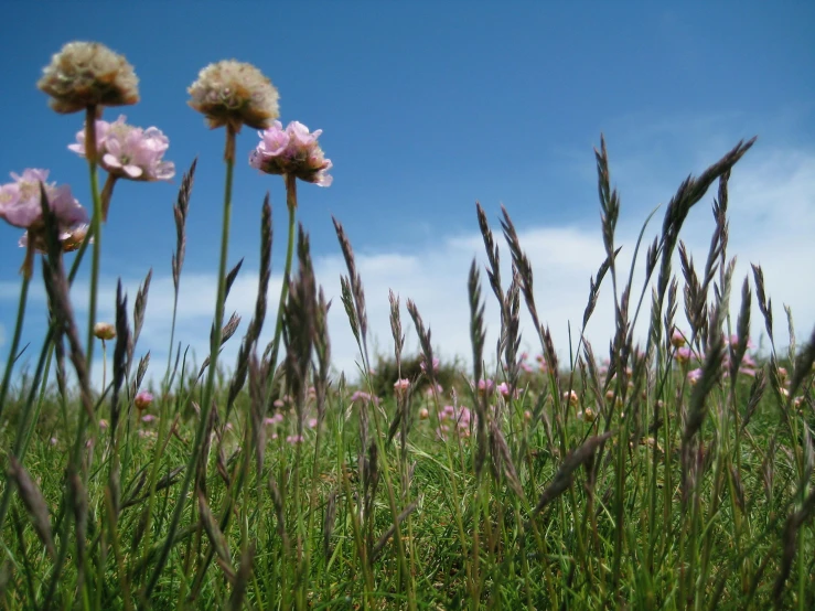 a bunch of purple flowers are in the grass