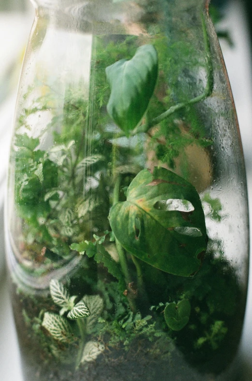 plants are growing inside a glass jar to look like they are in a water