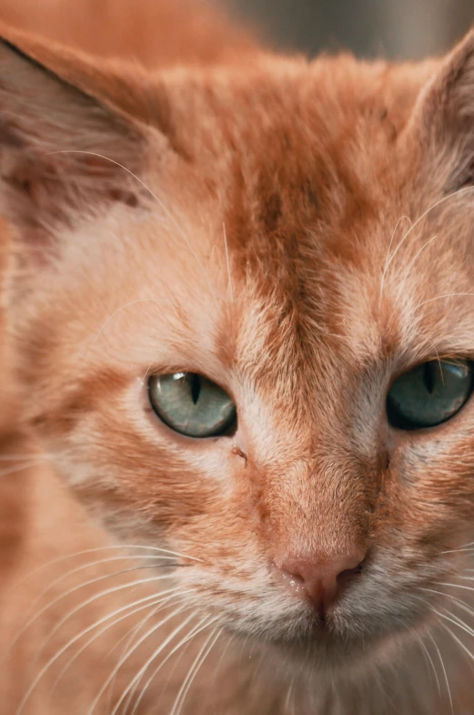 this is a po of a brown cat with blue eyes