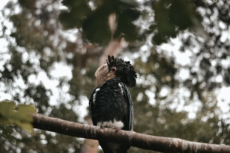 a bird perched on top of a tree nch