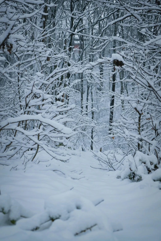 a snowy path with some trees in the background