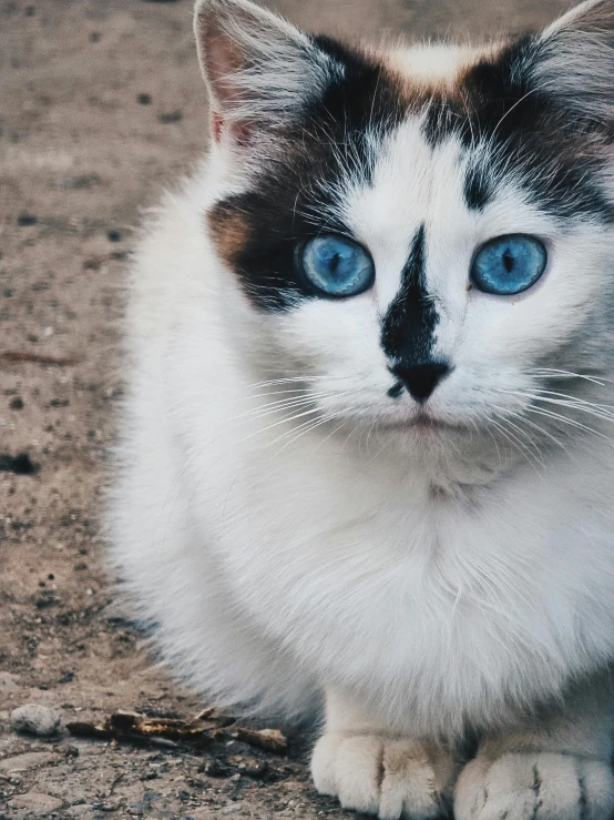 a very cute cat with some sort of blue eyes