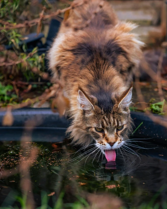 a cat standing next to a pond with its tongue hanging out