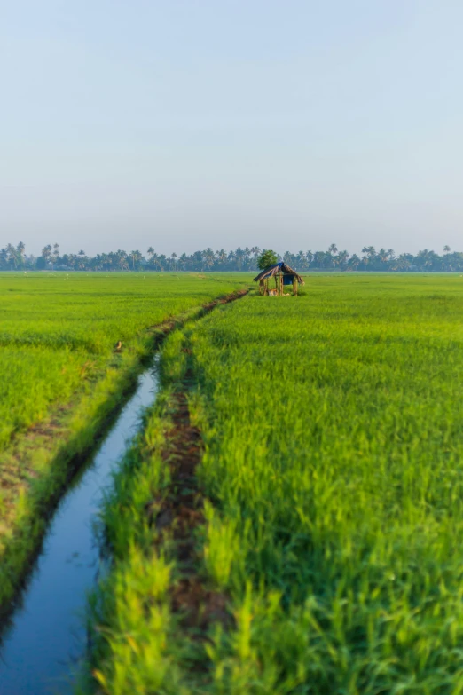 a small stream runs between two trees on the right side of a grassy plain