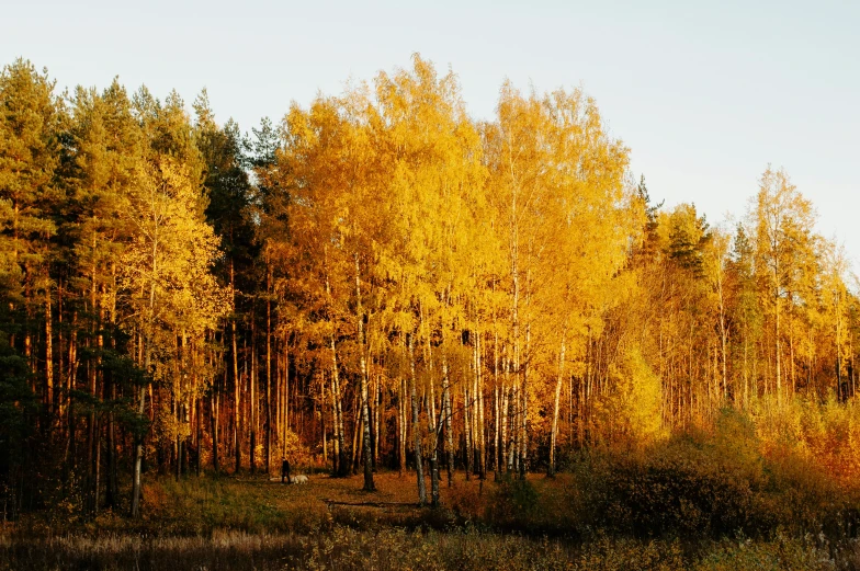 a group of trees stand in the middle of the woods