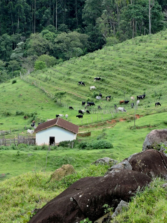 a lush green field with rocks and a cow in the field