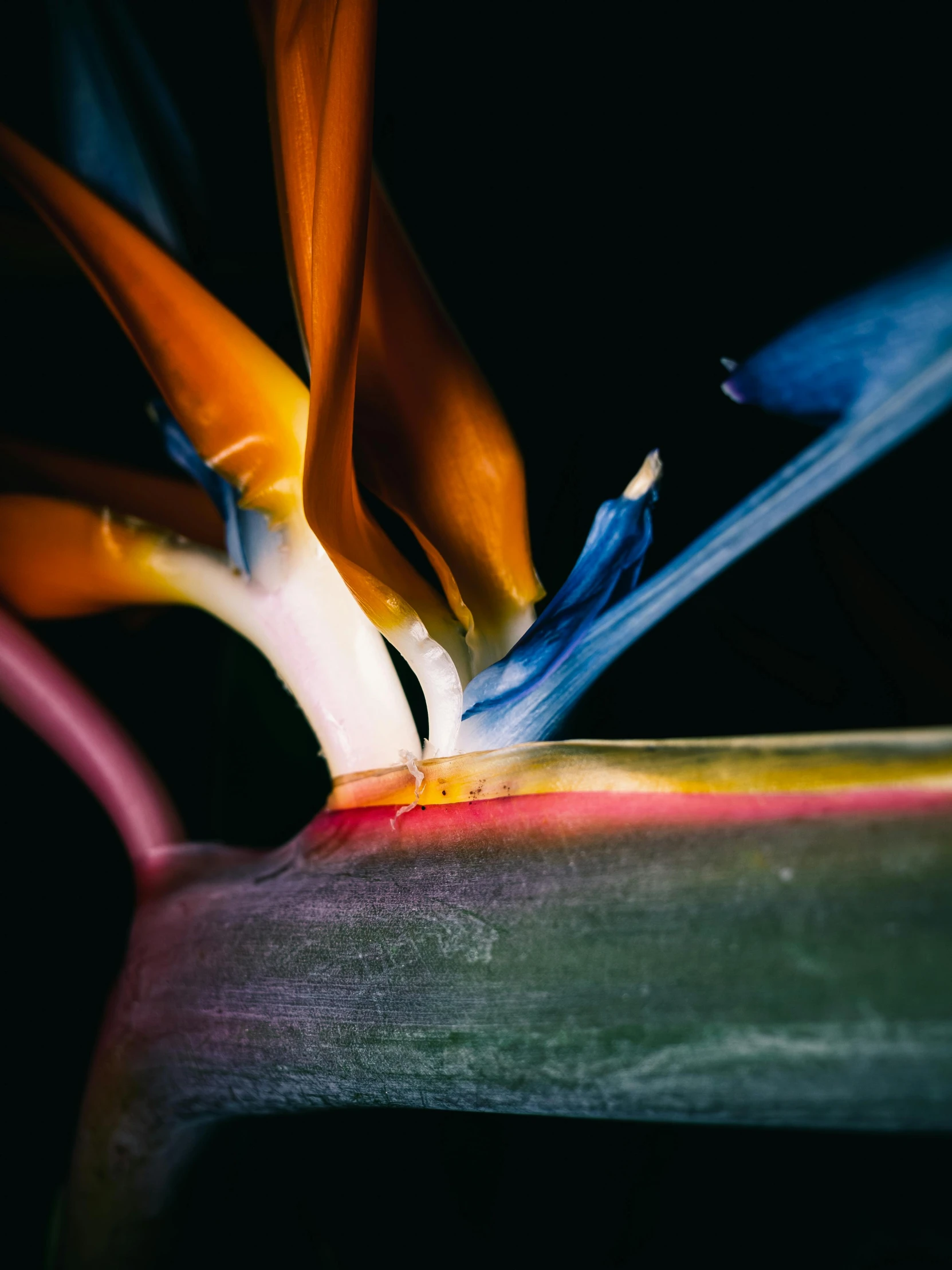 this bird is very brightly colored and flying toward the viewer