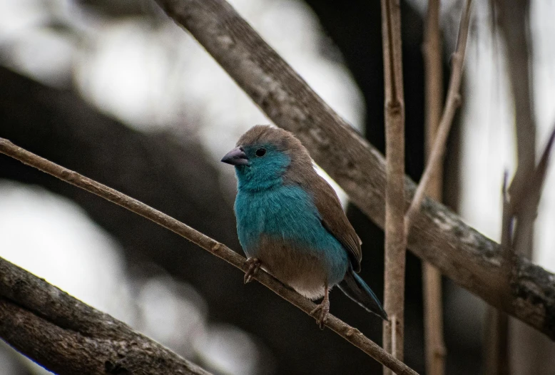 a blue bird perched on a bare nch