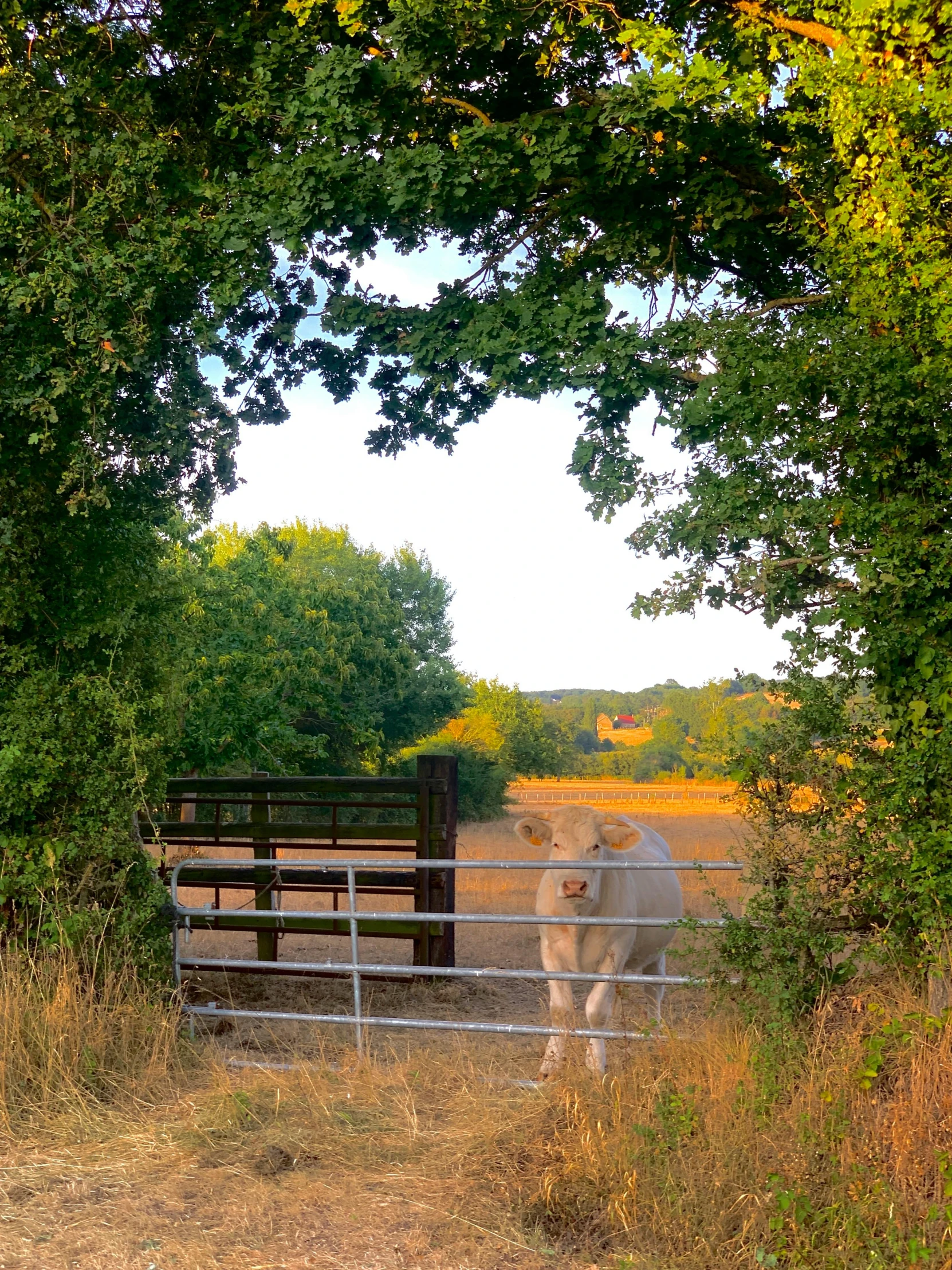 a cow that is standing behind a fence