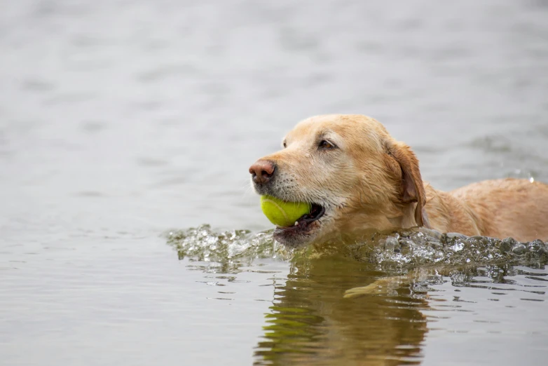 a golden retriever dog is in the water with a green ball