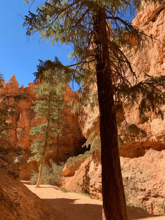 a narrow dirt path that is next to a tree