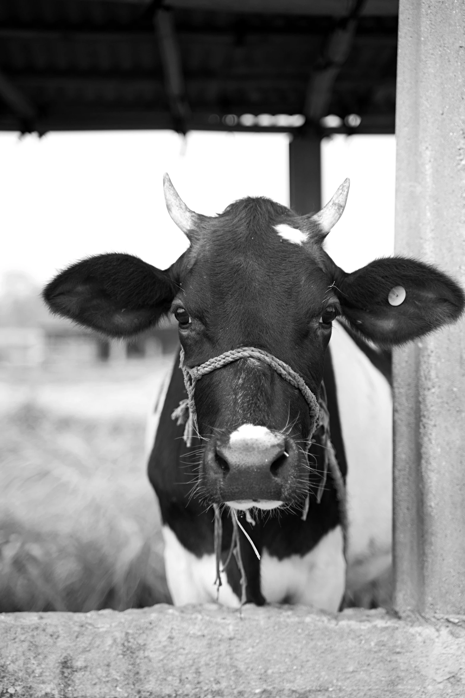 a black and white cow wearing an ear tag