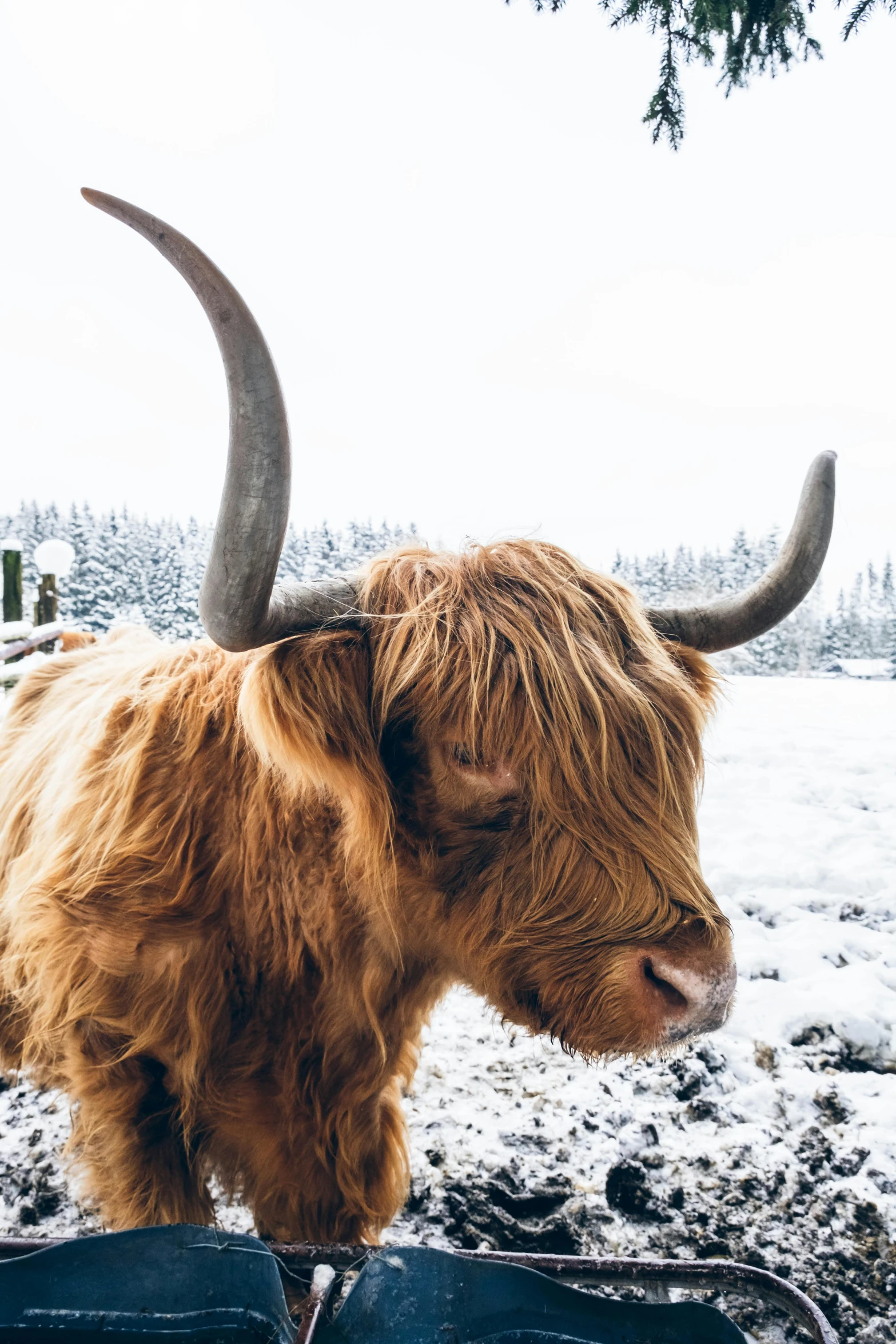 there is an adult yak with horns on a snowy day