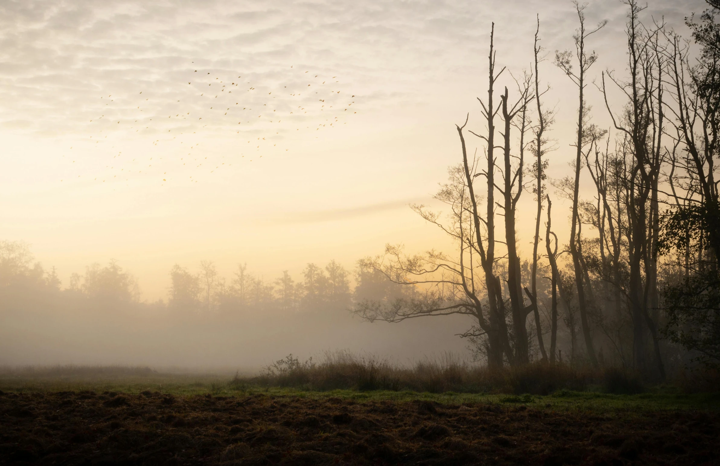 fog and birds flying in a tree - lined landscape