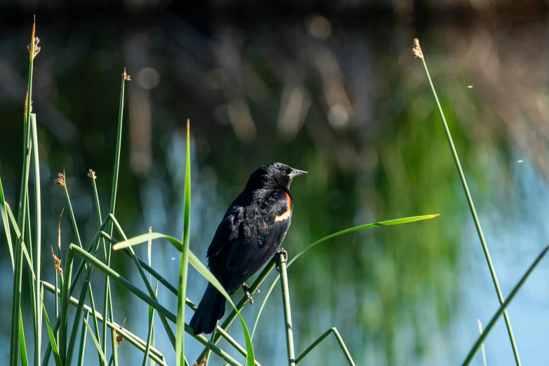 a black bird sitting on a tall grass covered nch