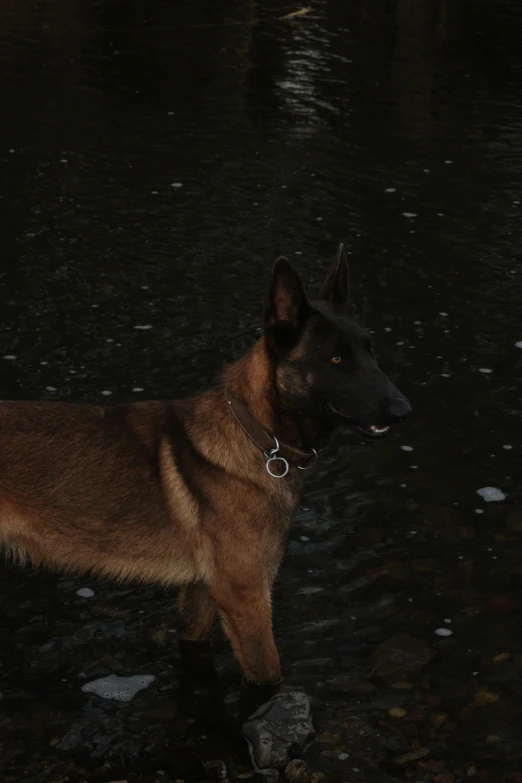 a brown and black dog standing in the water