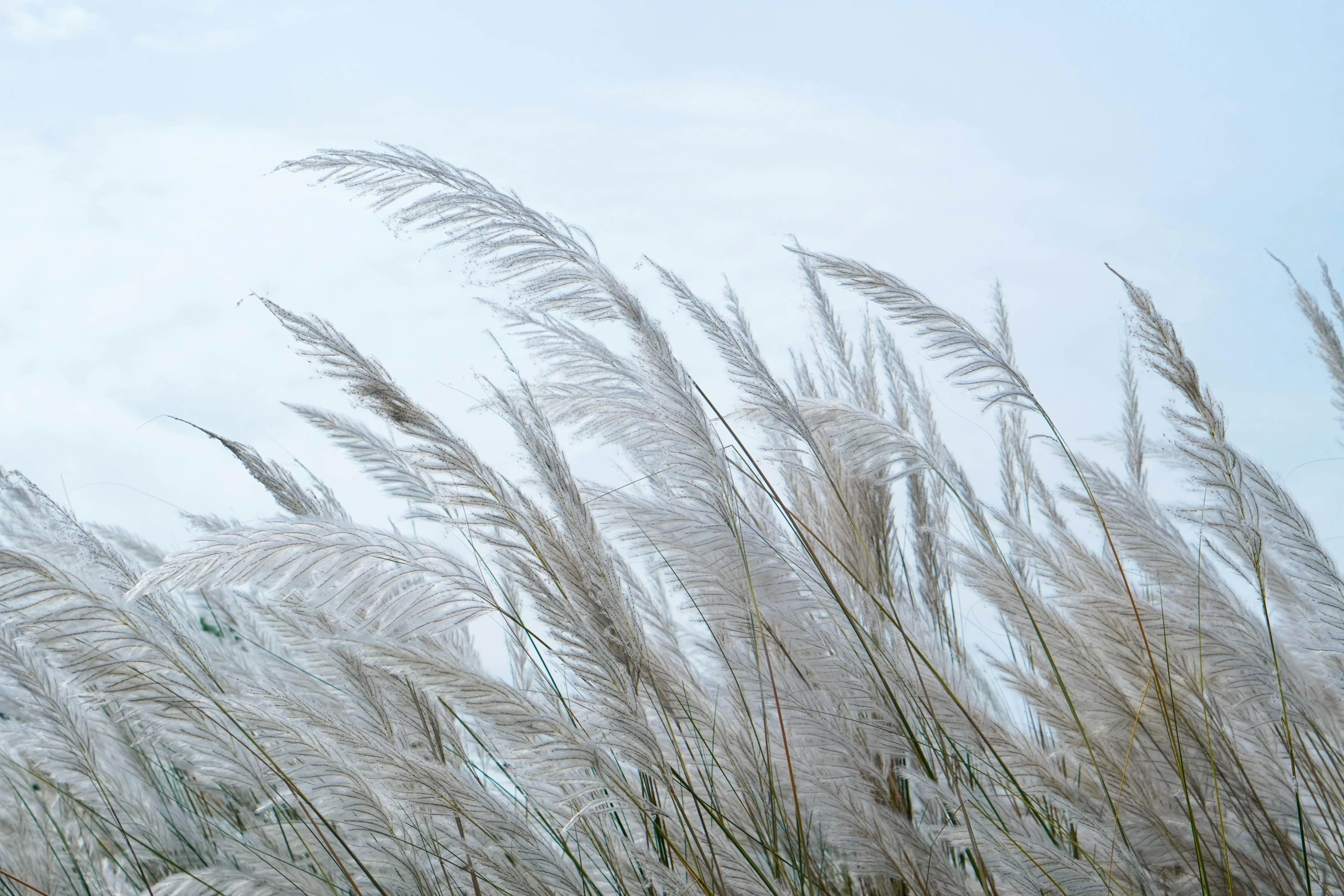 large white pamodhus plant with a sky background