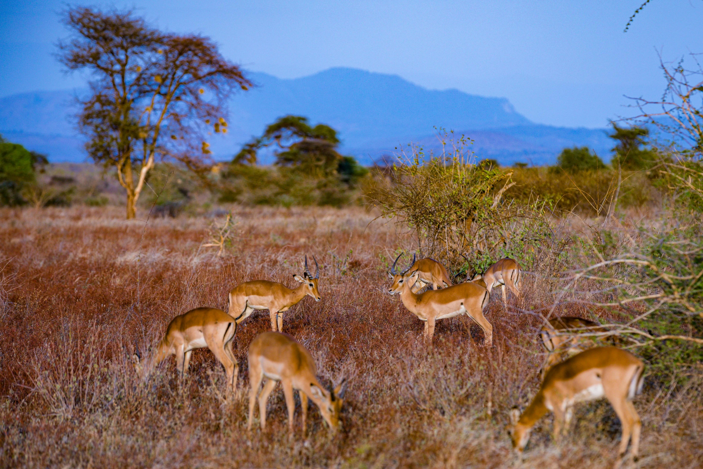 some deer in a field by some trees