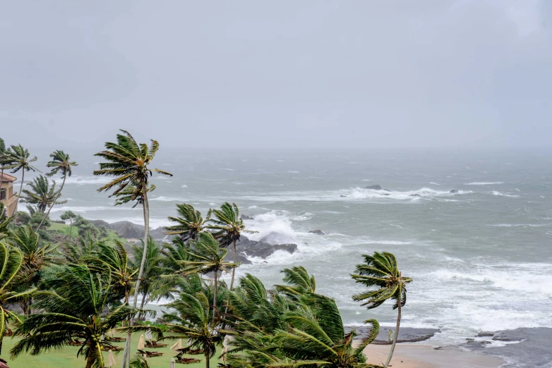 a tropical tree line looks out over a beach