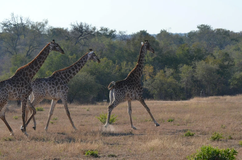 two giraffes walking in the grass near many trees