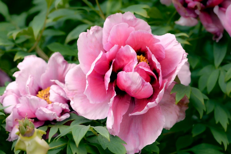 two pink flowers, one budding and one growing in between them, are shown