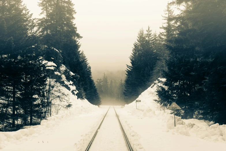 a long row of trees next to a snowy road