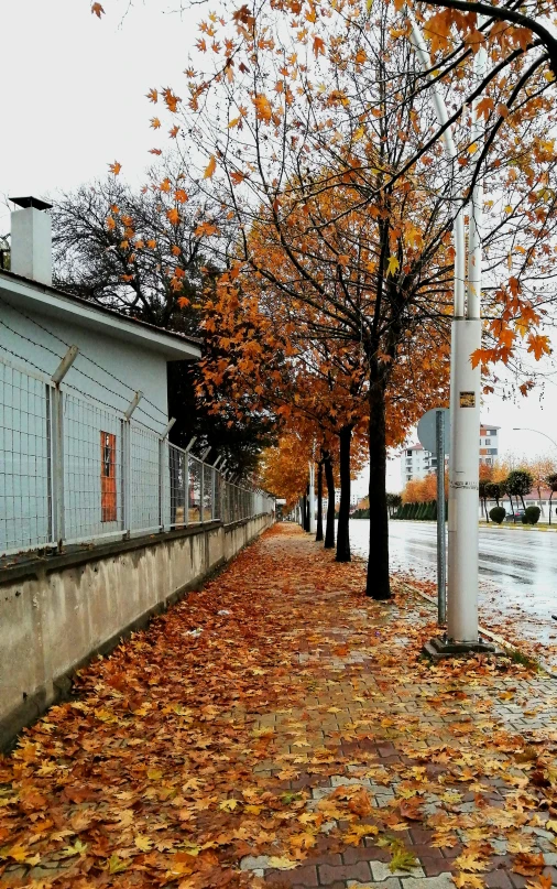 a road that has fallen leaves on the sidewalk