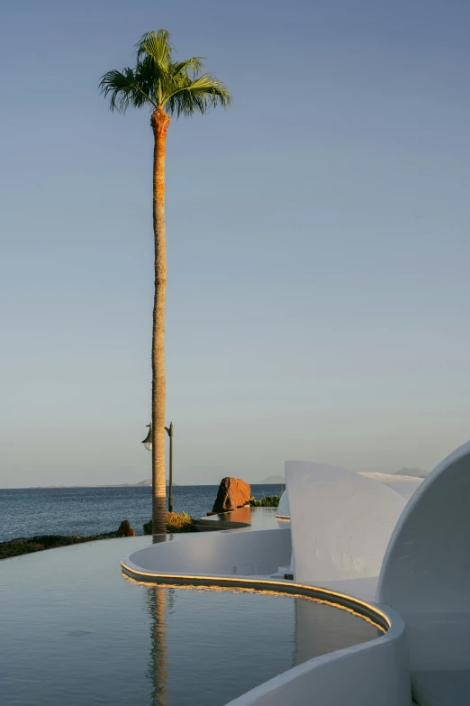 a large palm tree in a nice setting