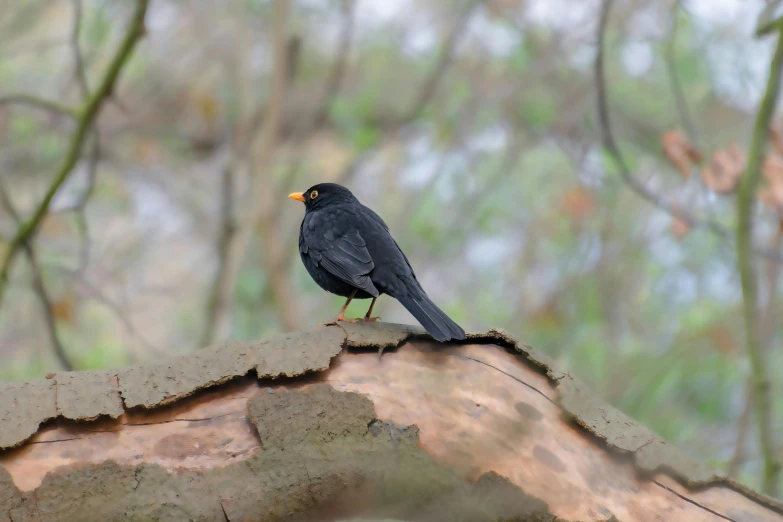 a bird is sitting on a tree nch