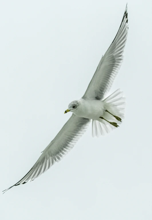 a large white bird flying through the sky