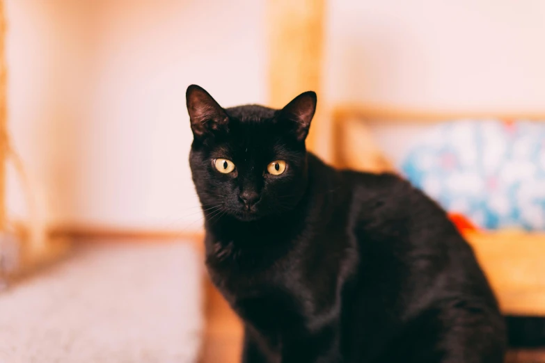 a black cat is sitting on the floor